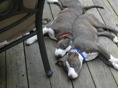 2 week old pitbull puppies