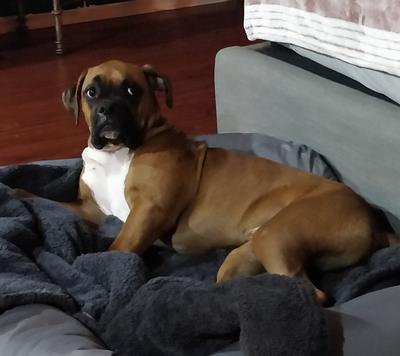 9 month old boxer puppy