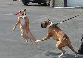 dog to dog aggression