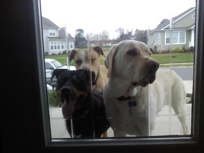 Brave (left), Tucker (back/middle), and Logan (right)